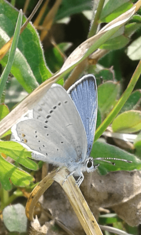 Lycaenidae : Cupido argiades, maschio?  S